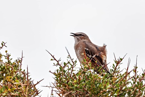 A bird with an open beak sits on a bush, the grey sky forms the background, a Patagonian