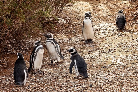 A group of penguins stand together on a rocky path, The Magellanic Penguin (Spheniscus