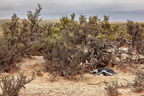 A penguin resting under shrubs in a vast, barren landscape, The Magellanic Penguin (Spheniscus