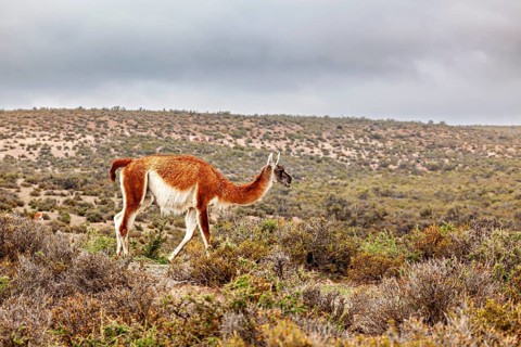 A guanaco runs through a dry, vegetated landscape under a cloudy sky, wild guanaco (Llama guanicoe)