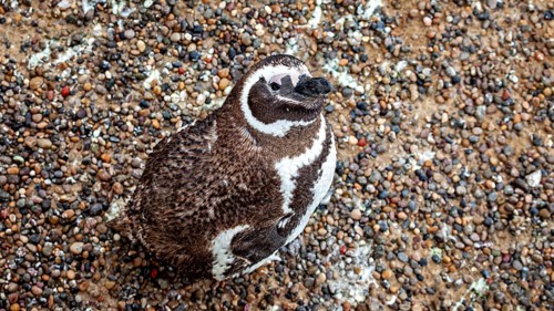 A penguin sitting on a pebble surface, photographed from above, The Magellanic penguin (Spheniscus