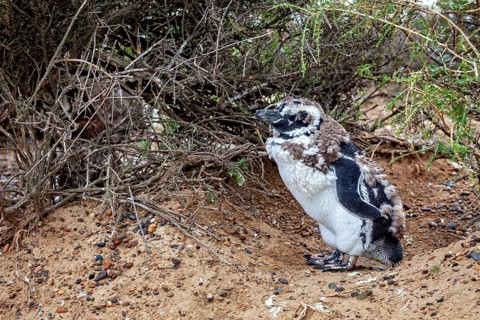 A penguin with its chick under bushes on the beach, The Magellanic Penguin (Spheniscus