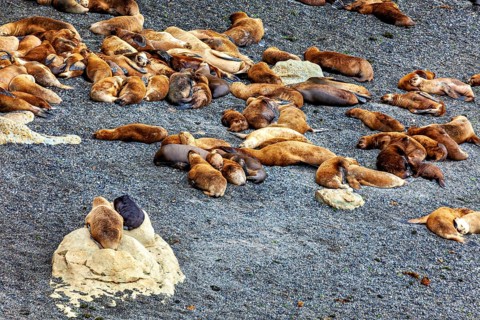 Different sea lions scattered in small groups on a rocky beach, The maned seals (Otaria flavescens)