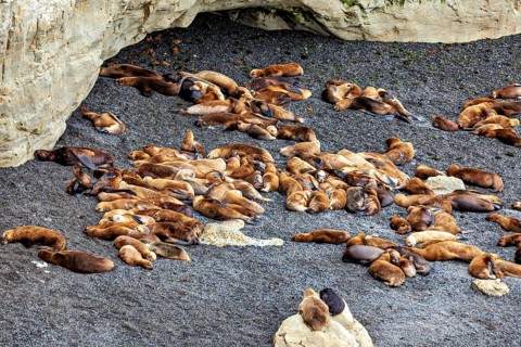 Large group of sea lions relaxing near a rocky cave, the maned seals (Otaria flavescens) on