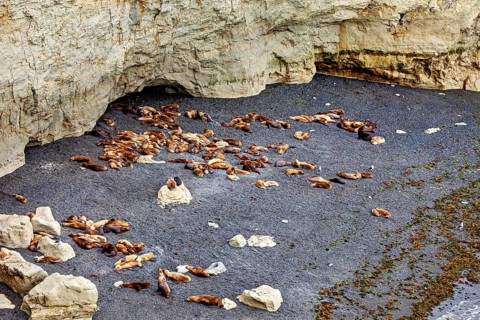 Sea lions on a secluded rocky beach under overhanging rocks, The maned seals (Otaria flavescens) on