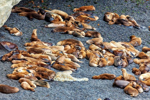 Different sea lions lie close together on a sandy ground, the maned seals (Otaria flavescens) on