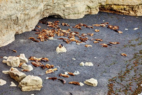 A large colony of sea lions is resting on a rocky beach, the maned seals (Otaria flavescens) on