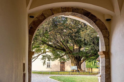 View through an archway of a tree in a well-kept courtyard, gateway to the district office in the