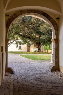 View through an archway of a large tree and a paved courtyard, gateway to the district office in