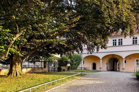 A large tree in front of a historic building in a sunny courtyard, gateway to the district office