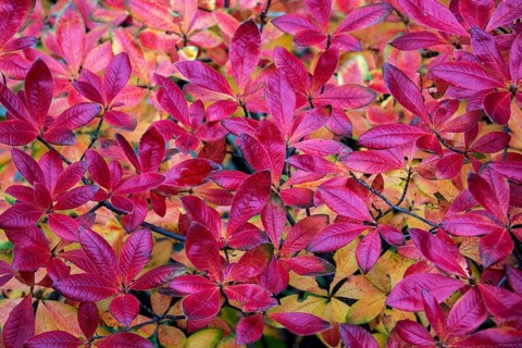 Azalea (Azalea), red colored autumn leaves, autumn colors, Baden-Württemberg, Germany