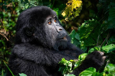 Mountain gorilla (Gorilla beringei beringei), among leaves, Bwindi Impenetrable Forest, Uganda