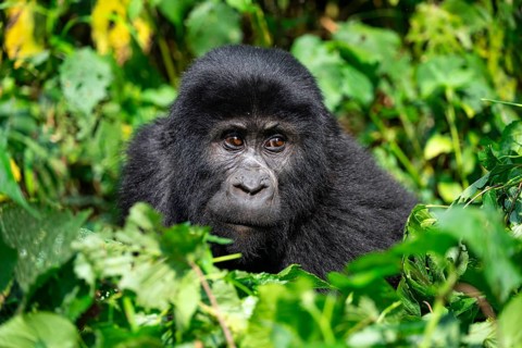 Mountain gorilla (Gorilla berengei berengei), Bwindi Impenetrable National Park, Uganda