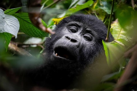 Mountain gorilla (Gorilla berengei berengei), Bwindi Impenetrable National Park, Uganda