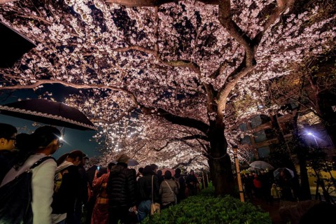 People walking under blooming illuminated cherry trees at night, Japanese cherry blossoms in