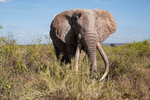 African elephant (Loxodonta africana) eats leaves, the famous Super Tusker elephant Craig, old male