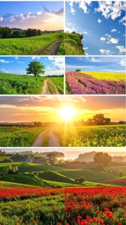 Collage of spring and summer landscapes, blooming flowers, green meadows and trees, hilly landscape