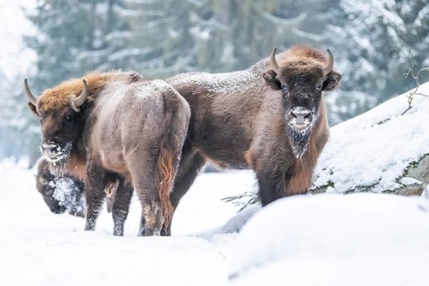 European bison (Bison bonasus) or Wisent standing on a meadow next to the forest in winter, snow,