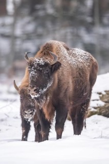 European bison (Bison bonasus) or Wisent standing on a meadow next to the forest in winter, snow,