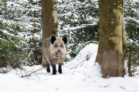 Wild boar (Sus scrofa) standing in a forest in winter, snow, Bavaria, Germany