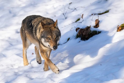 European gray wolf (Canis lupus lupus) walking in a forest in winter, snow, Bavaria, Germany