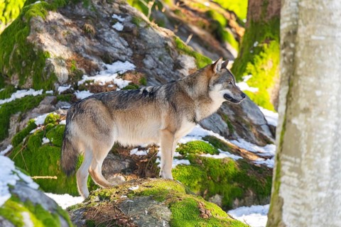 European gray wolf (Canis lupus lupus) standing in a forest in winter, snow, Bavaria, Germany