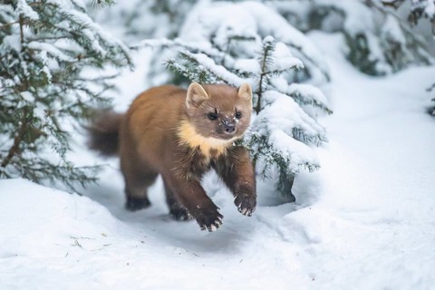 European pine marten (Martes martes) running in the snow in winter, National Park Bavarian Forest,