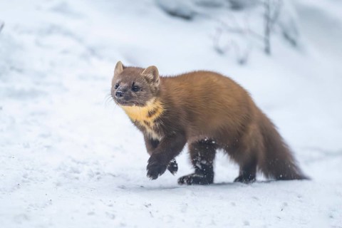 European pine marten (Martes martes) running in the snow in winter, National Park Bavarian Forest,