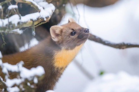 European pine marten (Martes martes) standing in the snow in winter, National Park Bavarian Forest,