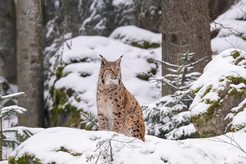 Eurasian lynx (Lynx lynx) sitting in a forest in winter, snow, Bavaria, Germany