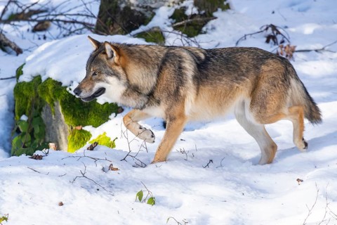 European gray wolf (Canis lupus lupus) walking in a forest in winter, snow, Bavaria, Germany
