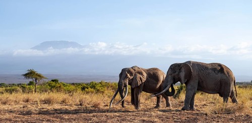 Two African elephants (Loxodonta africana) in a picturesque landscape with the summit of Mount