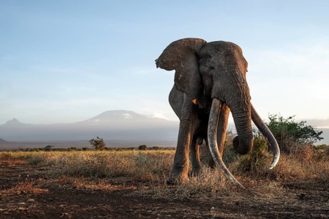 African elephant (Loxodonta africana), the famous Super Tusker elephant Craig, old male with long