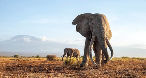 Two African elephants (Loxodonta africana) in a picturesque landscape with the summit of Mount