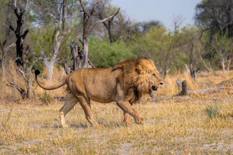 Lion (Panthera leo), adult male walking, Moremi Game Reserve, Botswana