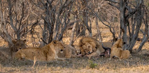 Lion (Panthera Leo) with kill, pack eats captured buffalo, adult male with prey, Moremi Game