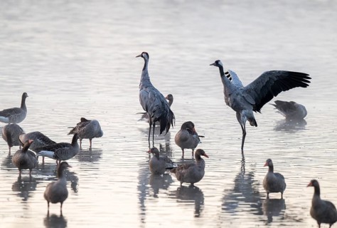 Cranes (Grus grus), cranes and gray geese (Anser anser) stand in the shallow water zone of a lake,