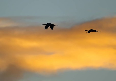 Crane (Grus grus) two cranes flying in the morning light against a blue sky with warm orange