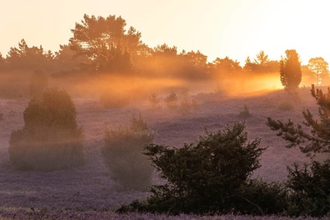 Golden sunbeams over the blooming Lüneburger Heide near Niederhaverbeck