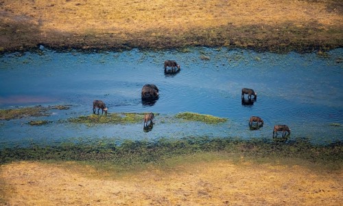 Kaffir buffalo (Syncerus caffer caffer), flock in river, aerial view, Okavango Delta, Botswana