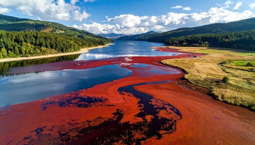 Red algae plant on the lake. abstract ecology nature concept, wild landscape with vibrant red