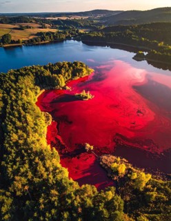 Red algae plant on the lake. abstract ecology nature concept, wild landscape with vibrant red