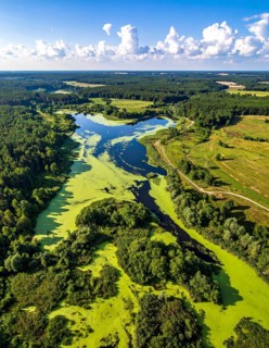 Green algae on the lake. Aerial view of nature, landscape with hills and forest in summer, cloudy
