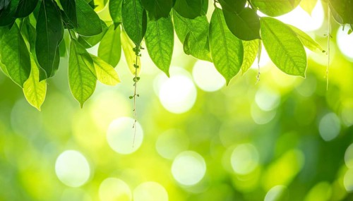 Natural green leaves plants, spring ans summer background cover page, golden soft light, green and