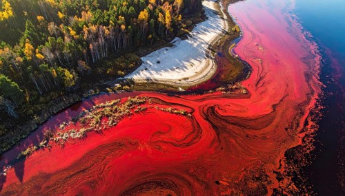 Red algae plant on the lake. abstract ecology nature concept, wild landscape with vibrant red