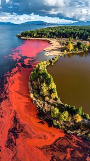Red algae plant on the lake. abstract ecology nature concept, wild landscape with vibrant red