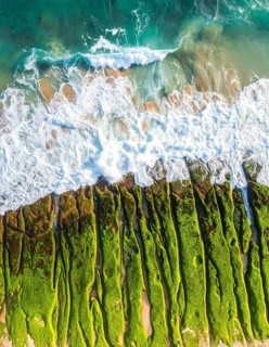 Green algae on the sandy shore of an ocean. Fascinating phenomenon of wild coastline with green