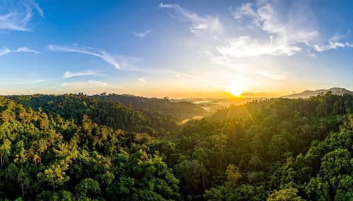 Banner background of tropical forest landscape scene, green wild jungle, cloudy sky at morning,