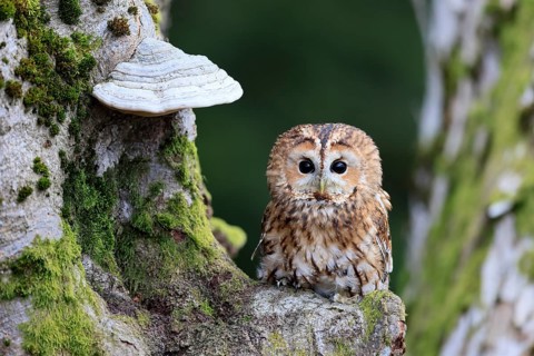 Tawny owl (Strix aluco), adult, on tree, in winter, alert, Bohemian Forest, Czech Republic, Europe,
