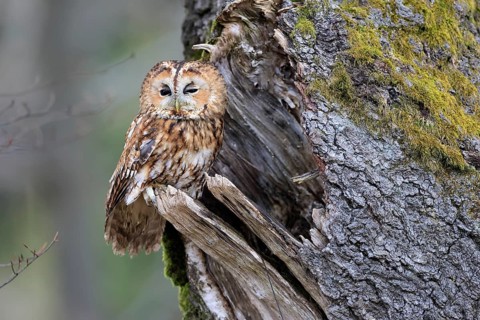 Tawny owl (Strix aluco), adult, perch, on tree, in winter, alert, Bohemian Forest, Czech Republic,